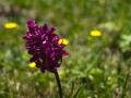 Fiore